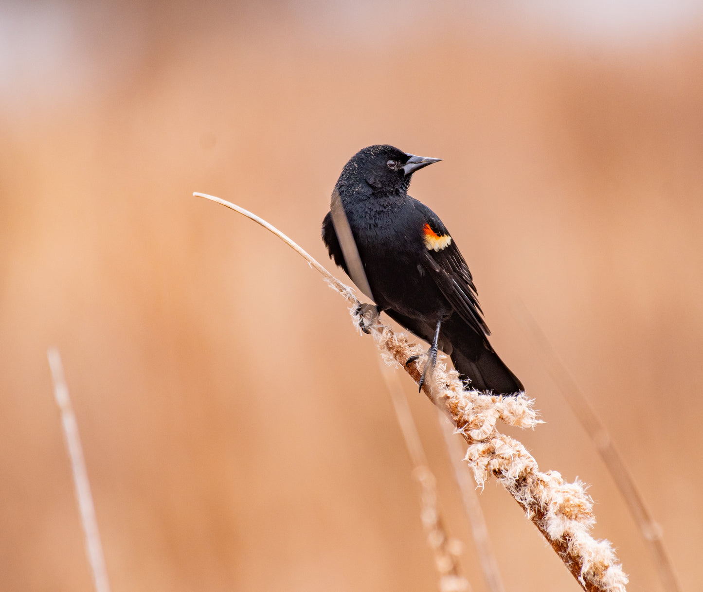 Blackbird Among The Cattails