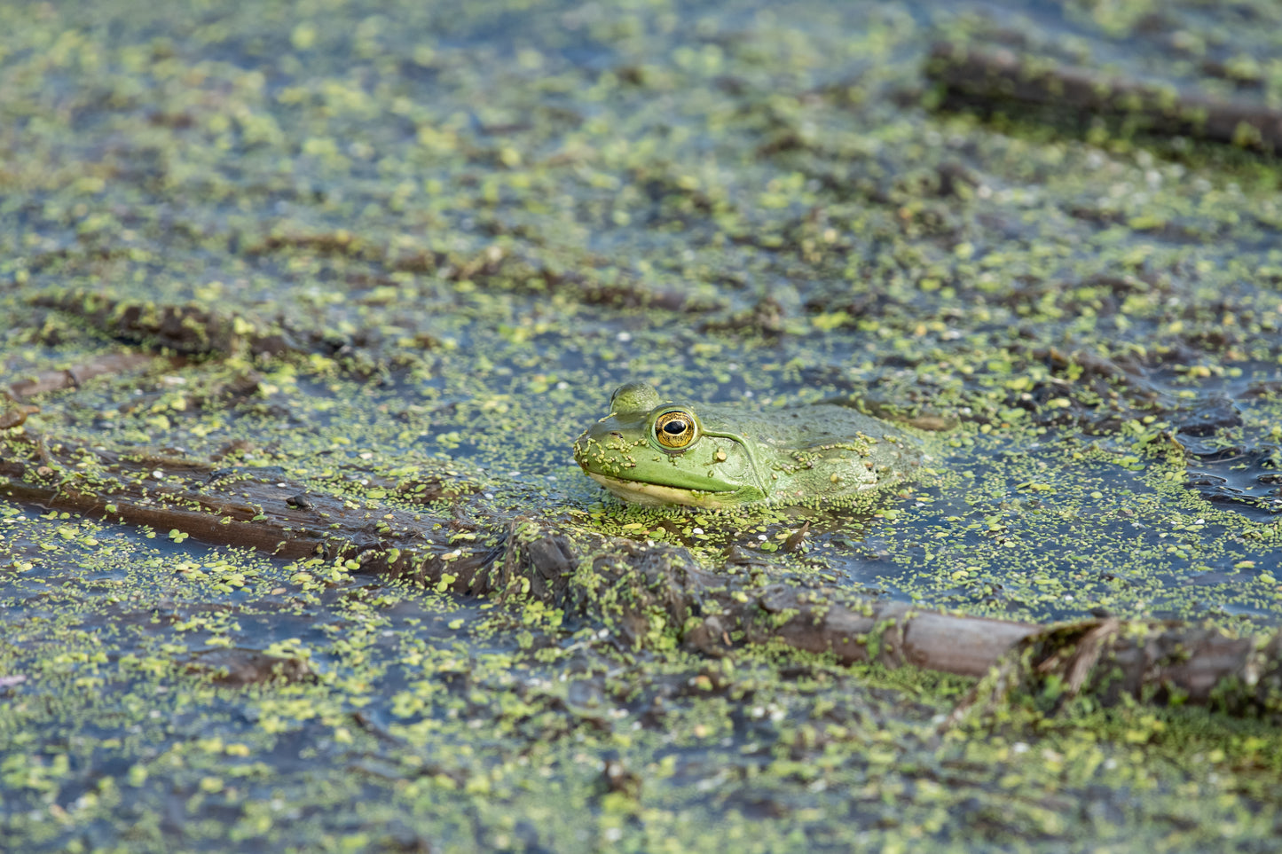 Frog In The Water