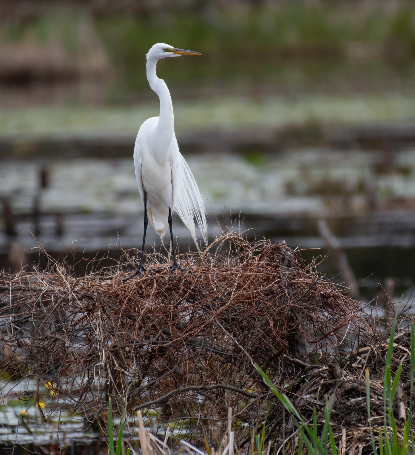 Egret In The Marshes