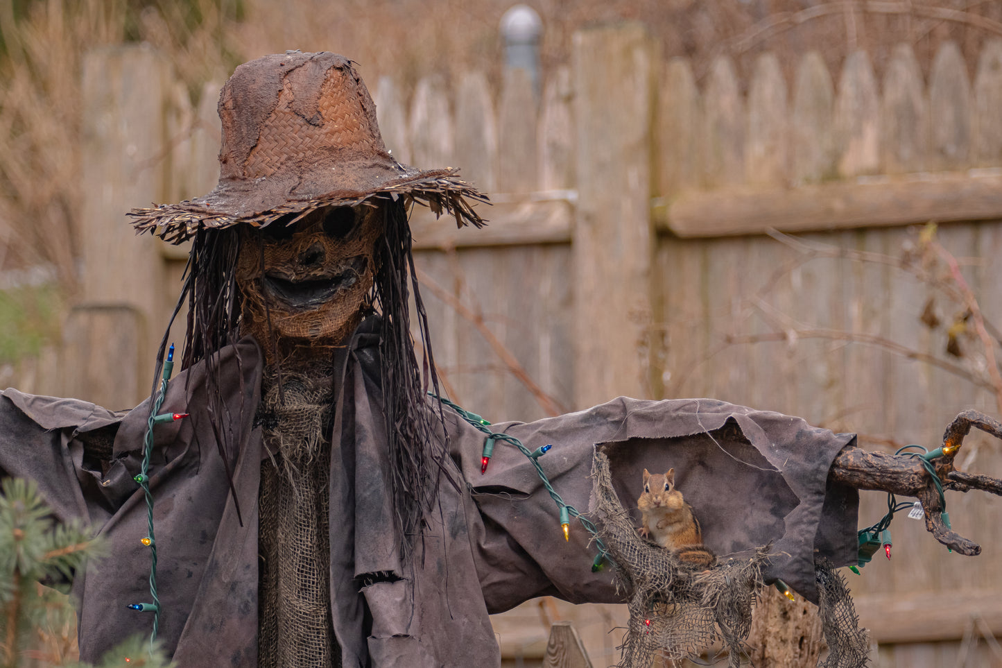 Chipmunk In The Sleeve Christmas