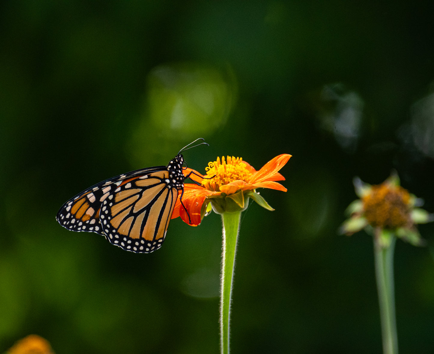 Monarch Holding Tithonia