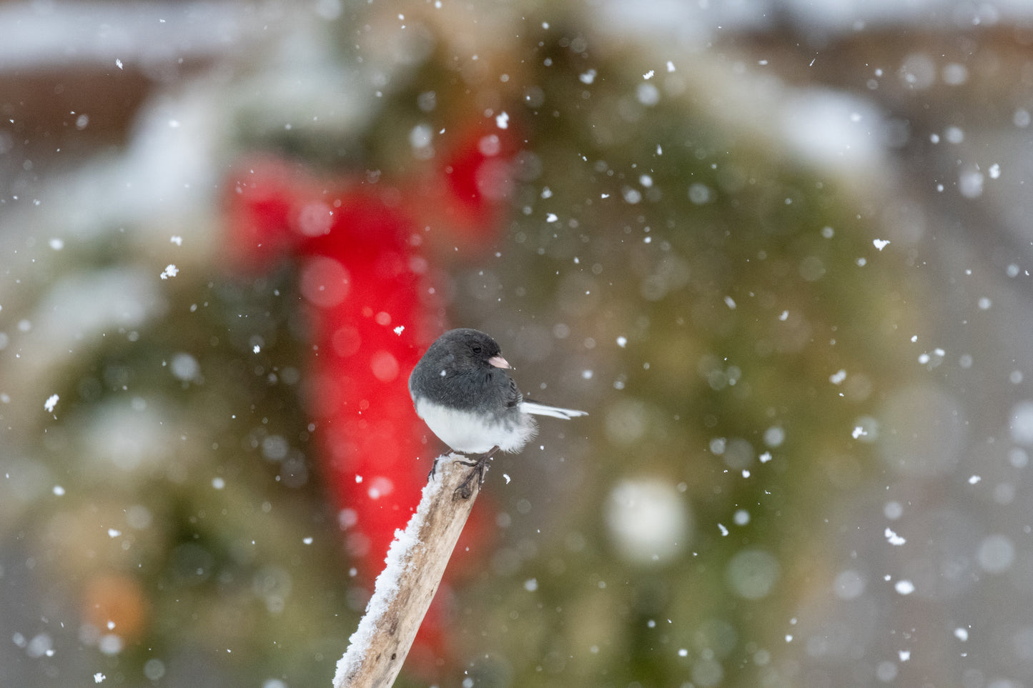 Junco In The Holiday Snow