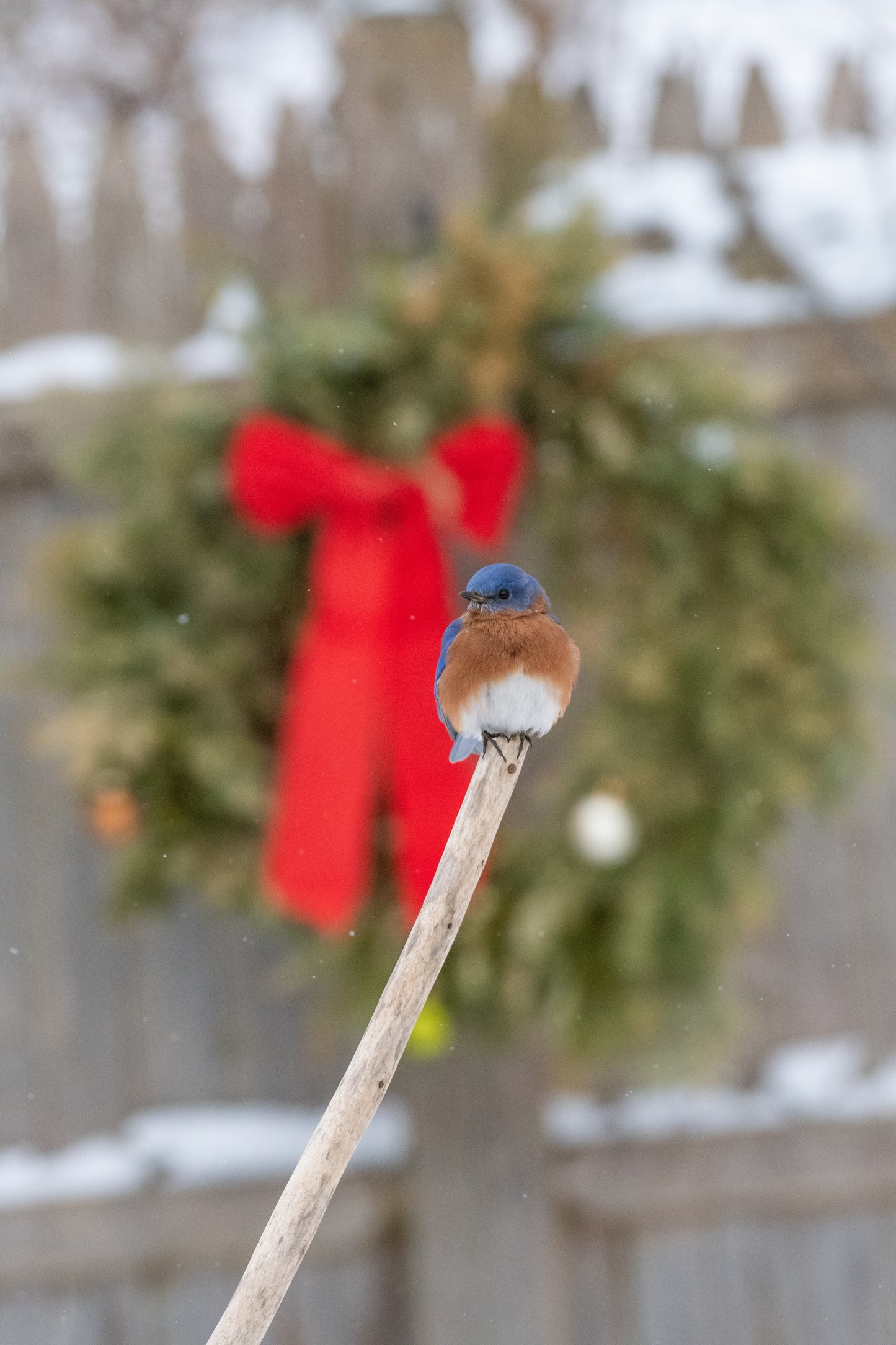 Male Bluebird Before The Wreath