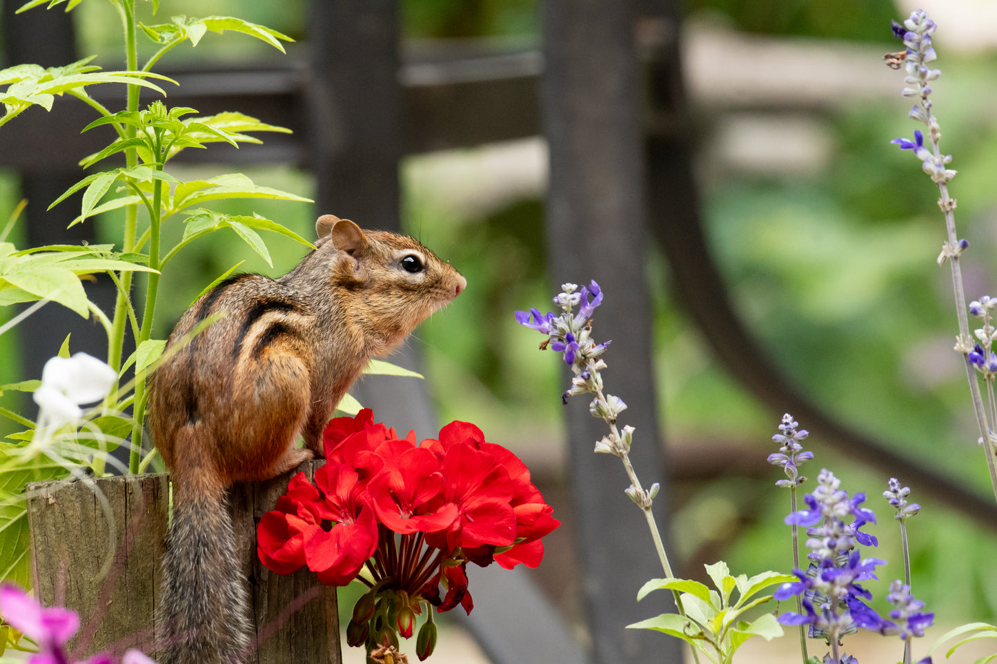 Colorful Chipmunk