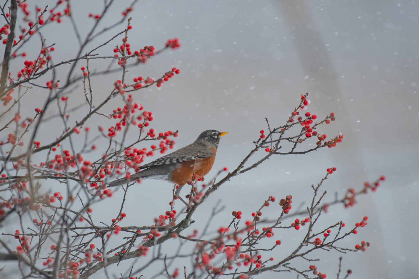 Robin In The Berries