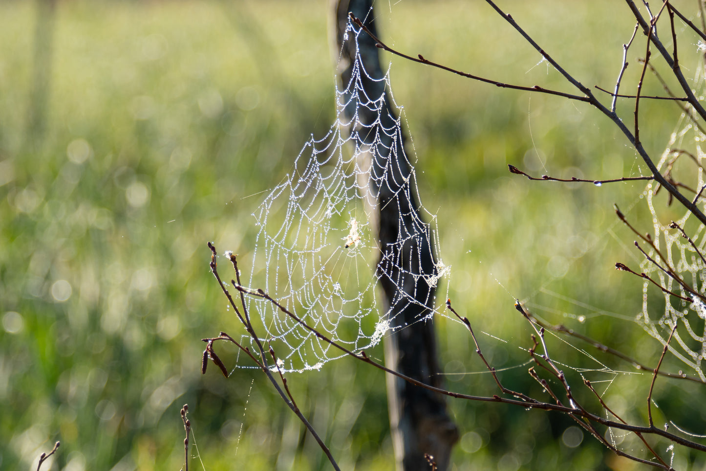 Spiderweb In The Marsh