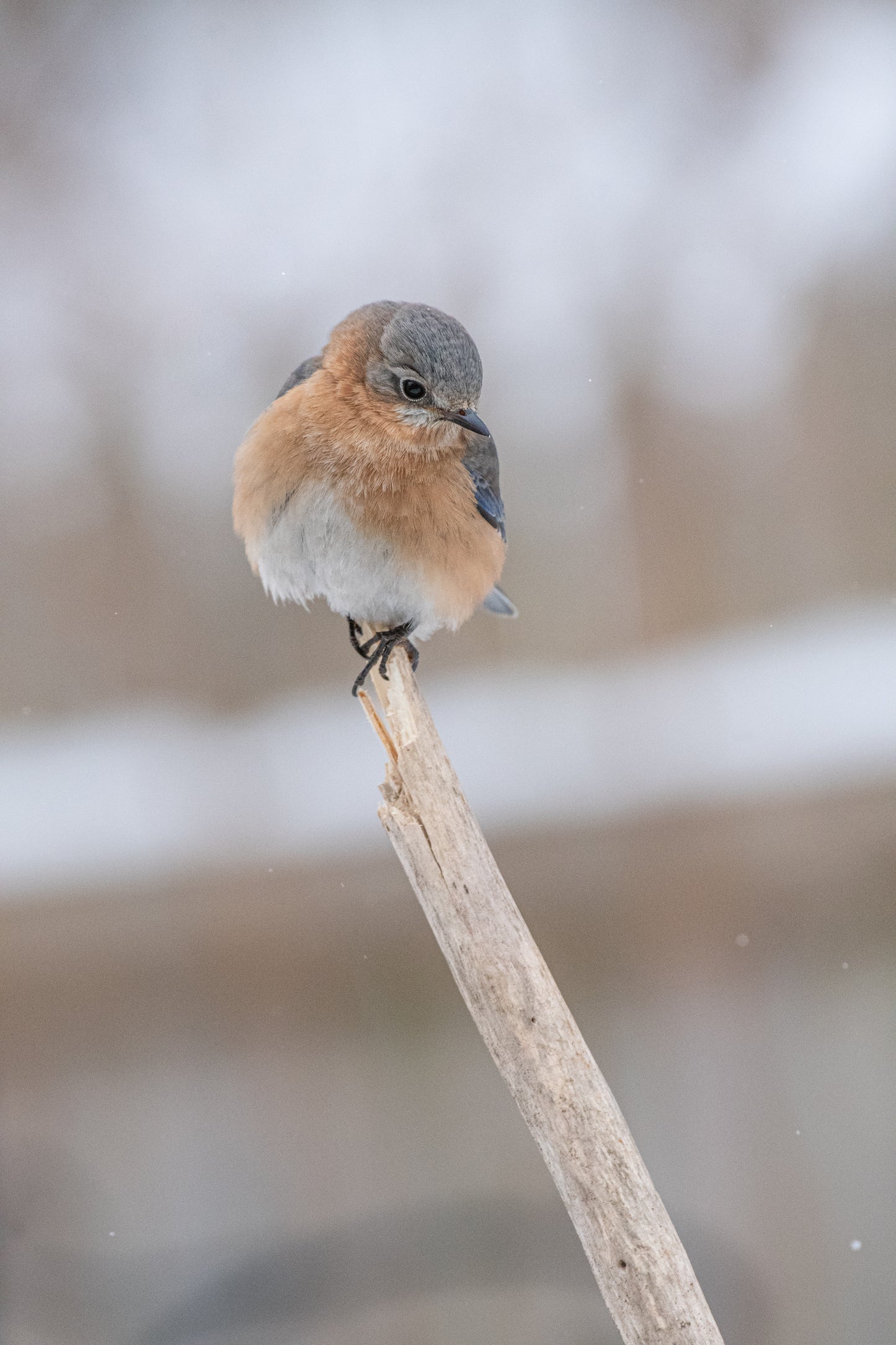 Female Bluebird Peacefully Watches