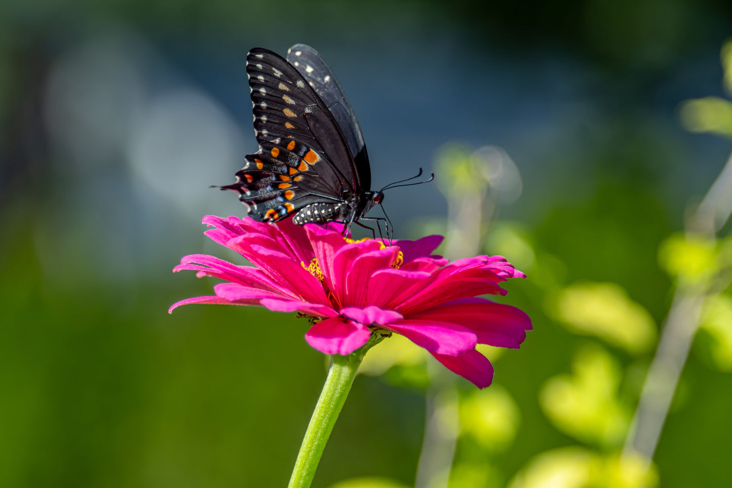 Swallowtail Amid The Zinnia