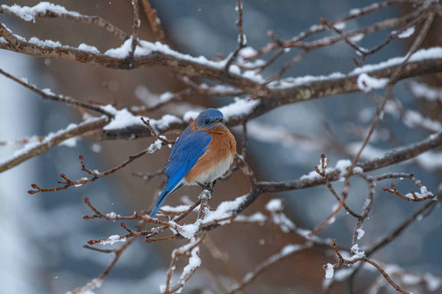 Bluebird Winter In The Branches
