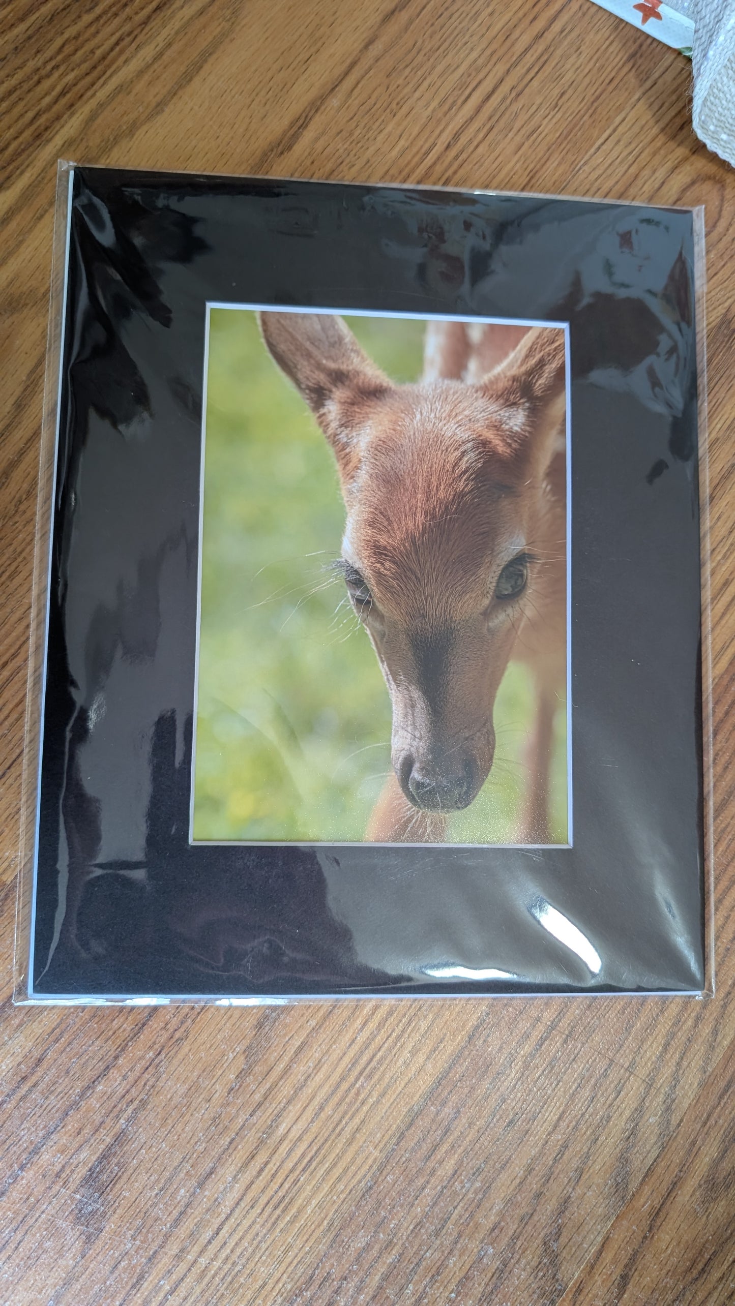 Curious Deer Fawn (2022)