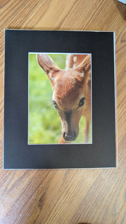 Curious Deer Fawn (2022)