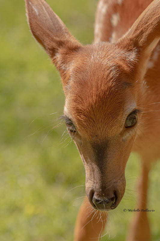 Curious Deer Fawn (2022)
