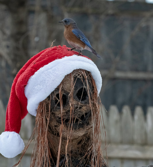 Blubird on Scarecrow Santa