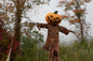 Jack O'Lantern Scarecrow Foliage